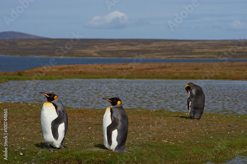 King Penguins  Aptenodytes patagonicus  on a sheep farm at Volunteer Point in the Falkland Islands.