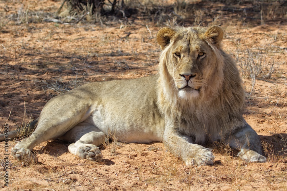 Fototapeta premium male lion at kgalagadi