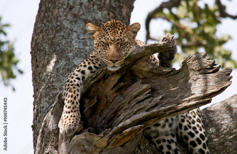 Leopard is lying on a tree. National Park. Kenya. Tanzania. Maasai Mara. Serengeti. An excellent illustration. Leopard is lying on a tree. National Park. Kenya. Tanzania. Maasai Mara. Serengeti. An excellent illustration.