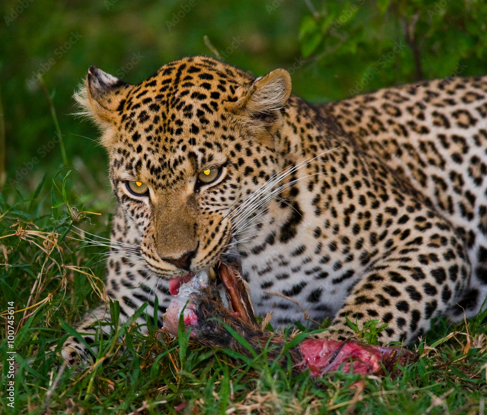 Leopard with his prey. National Park. Kenya. Tanzania. Maasai Mara. Serengeti. An excellent illustration. Leopard with his prey. National Park. Kenya. Tanzania. Maasai Mara. Serengeti. An excellent illustration.