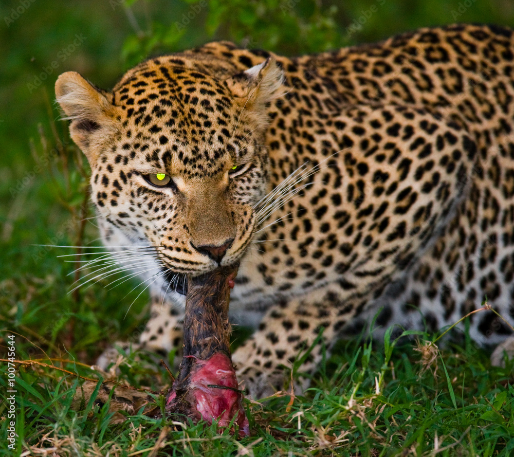 Leopard with his prey. National Park. Kenya. Tanzania. Maasai Mara. Serengeti. An excellent illustration. Leopard with his prey. National Park. Kenya. Tanzania. Maasai Mara. Serengeti. An excellent illustration.