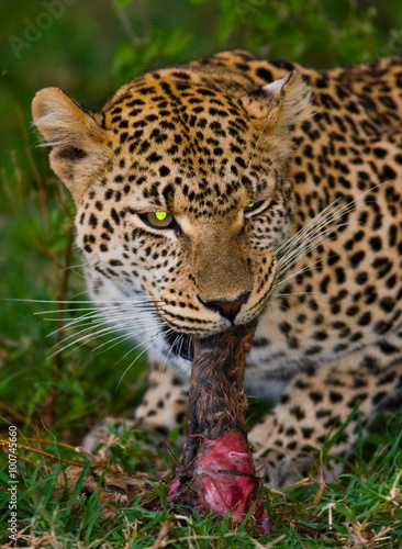 Leopard with his prey. National Park. Kenya. Tanzania. Maasai Mara. Serengeti. An excellent illustration.