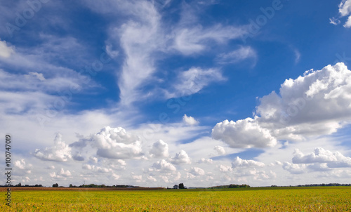 Expanse of Sky and Clouds over Fields of Harvest. Puffy Cumulus hover over a ripened pasture of corn and soybeans in Midwest Illinois, USA.  A farmhouse can be seen in the far distance.