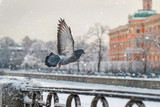 Зимний город и голуби
