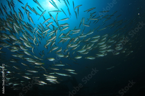 Fish school shoal underwater sea ocean © Richard Carey