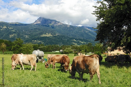 swiss cows grazing grass © ottoflick