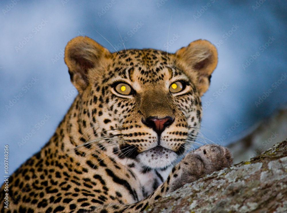 Obraz premium Portrait of Leopard. Close-up. National Park. Kenya. Tanzania. Maasai Mara. Serengeti. An excellent illustration.