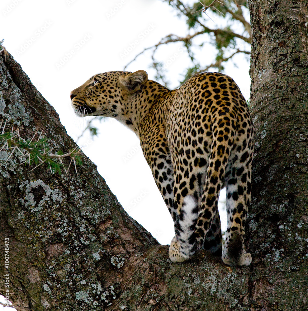 Leopard standing on the tree. National Park. Kenya. Tanzania. Maasai Mara. Serengeti. An excellent illustration. Leopard standing on the tree. National Park. Kenya. Tanzania. Maasai Mara. Serengeti. An excellent illustration.
