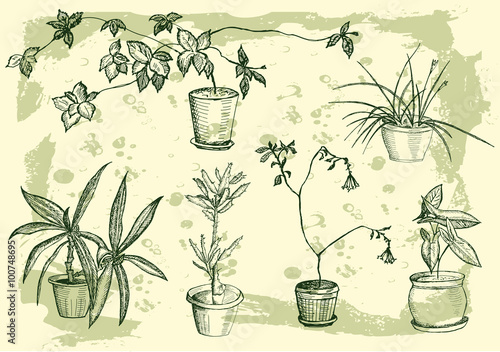 flowers, houseplant, sweet home