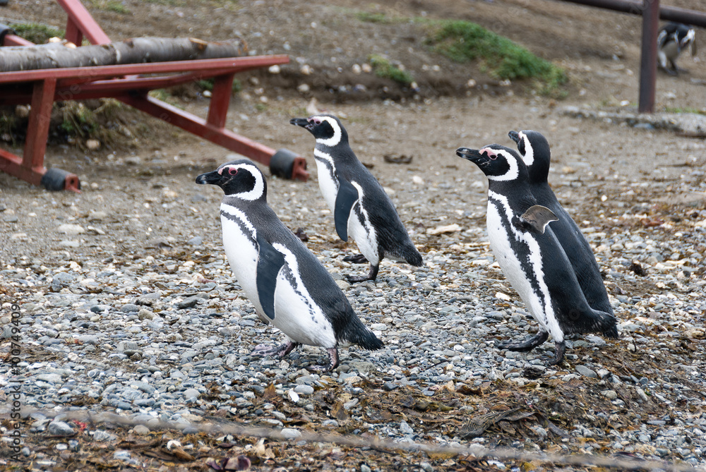 Naklejka premium Magellanic Penguins (Spheniscus magellanicus) in Patagonia