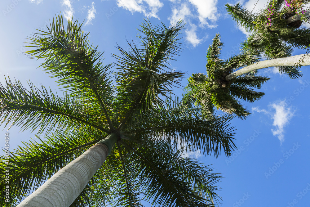 Palm trees in the tropics, view from below beautiful blue sky Palm trees in the tropics, view from below beautiful blue sky