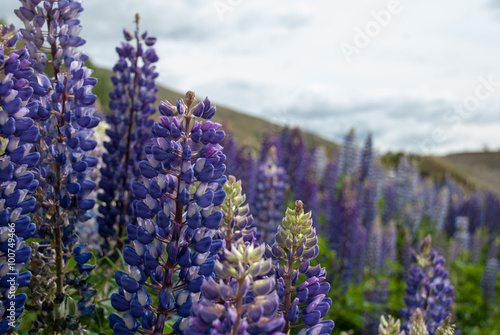 Blue wild lupines  Lupinus perennis  flowers in the field