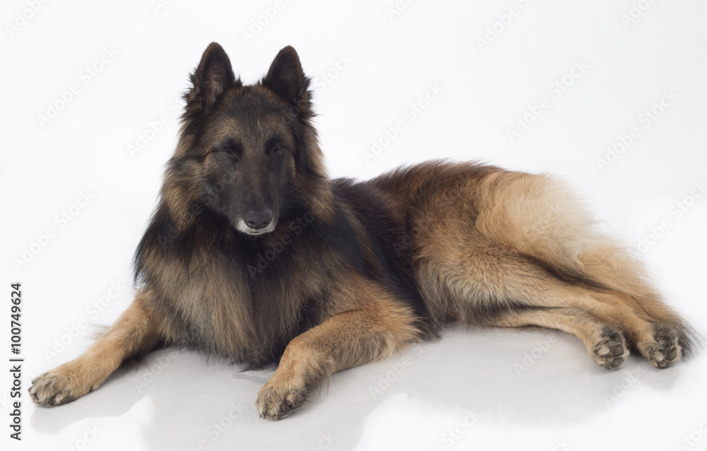 Dog, Belgian Shepherd Tervuren, lying eyes closed, isolated Dog, Belgian Shepherd Tervuren, lying eyes closed, isolated