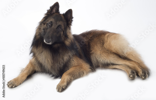 Dog, Belgian Shepherd Tervuren, lying, isolated