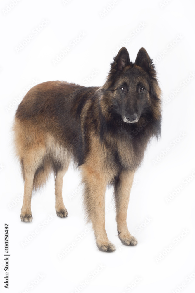 Dog, Belgian Shepherd Tervuren, standing, isolated Dog, Belgian Shepherd Tervuren, standing, isolated