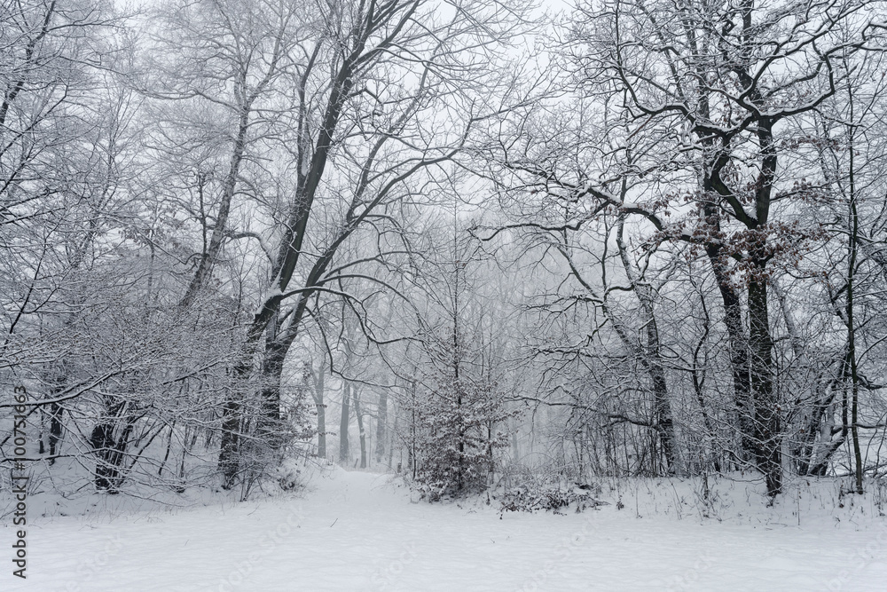 Snowy trees in winter Snowy trees in winter