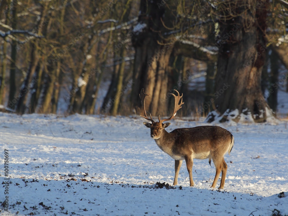 The fallow deer (Dama dama) in a winter landscape. The fallow deer (Dama dama) in a winter landscape.