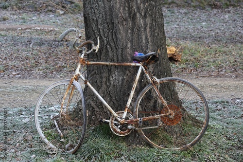 Very old and rusty bicycle - "forgotten" near the tree.