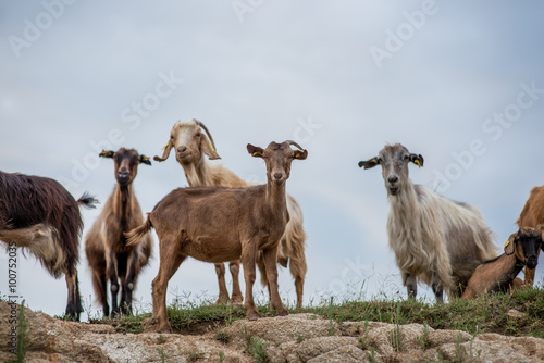 On the mountain goats