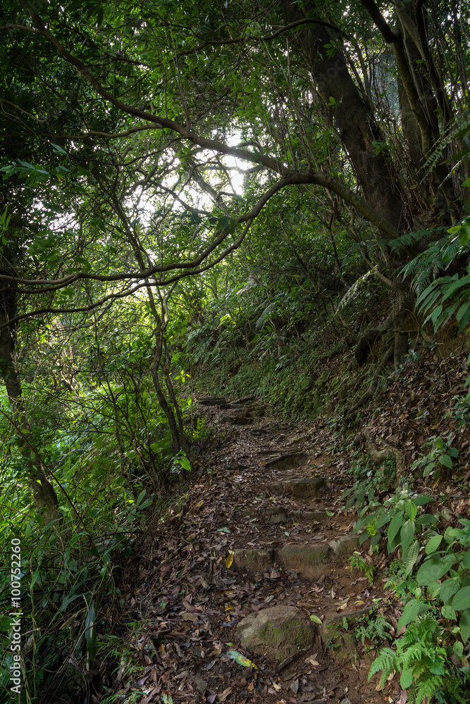 Path in a lush and verdant forest at the New Territories in Hong Kong, China. Path in a lush and verdant forest at the New Territories in Hong Kong, China.