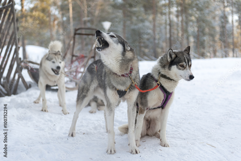 Bunch of barking huskies that are ready for action