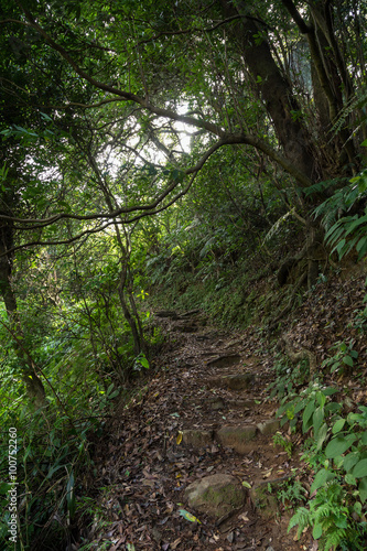 Path in a lush and verdant forest at the New Territories in Hong Kong  China.