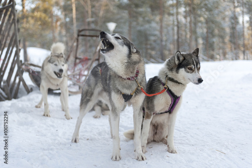 Bunch of barking huskies that are ready for action