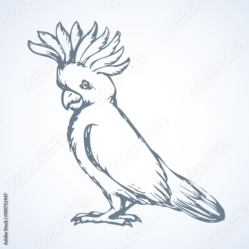 Parrot. Vector drawing