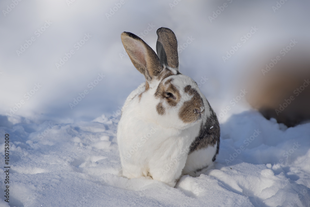 Fototapeta premium weiß-braun gescheckter Hase im Schnee