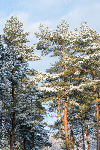 Snowy Forest Landscape