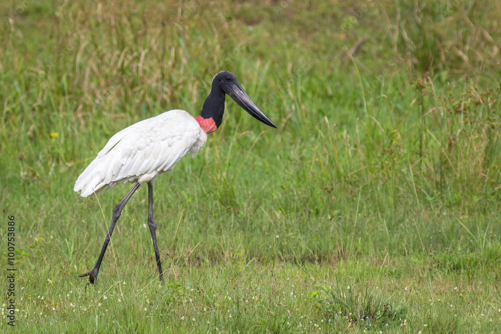 Obraz premium Jabiru (Jabiru Mycteria) standing in vegetation - Mato Grosso do