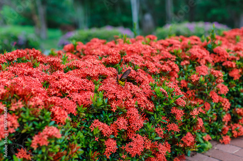Ixora