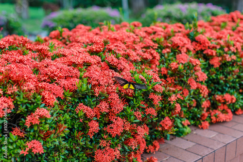 Ixora