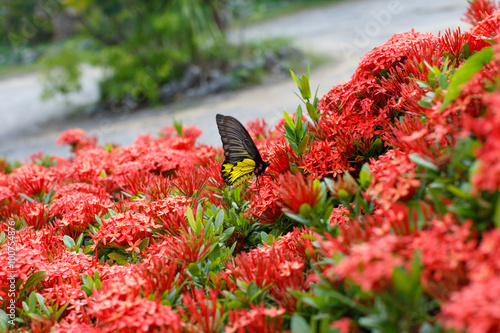 Ixora photo