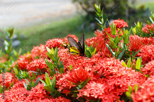 Ixora