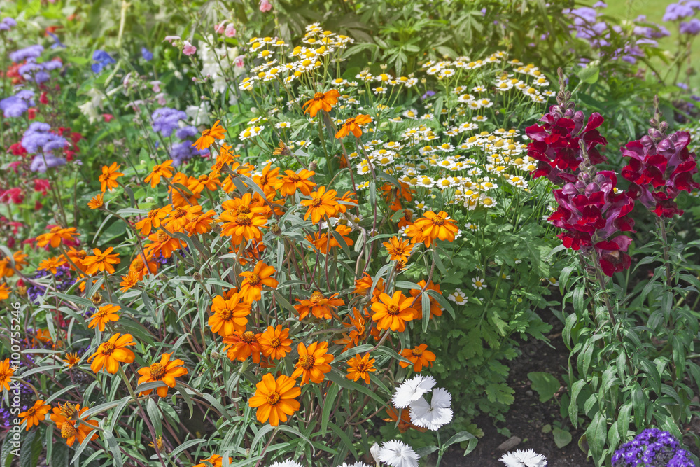 Bright flowers on the flowerbed