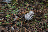 White coated pinecone contrasting with brown pine needles on forest floor