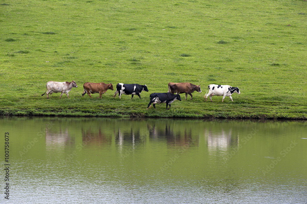 Fototapeta premium cows in line