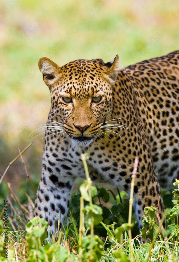 Leopard in the savannah. National Park. Kenya. Tanzania. Maasai Mara. Serengeti. An excellent illustration. Leopard in the savannah. National Park. Kenya. Tanzania. Maasai Mara. Serengeti. An excellent illustration.