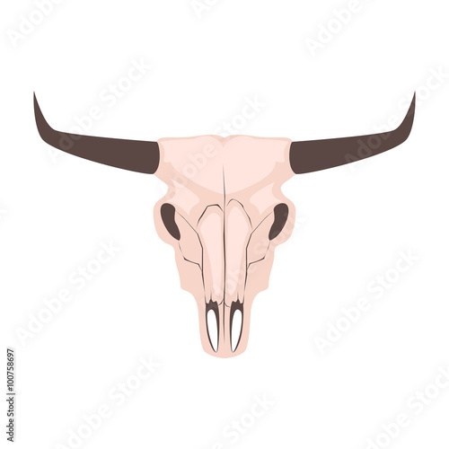 Longhorn cow skull head vector illustration. Isolated on white animal cranium. Bull head with long horns.