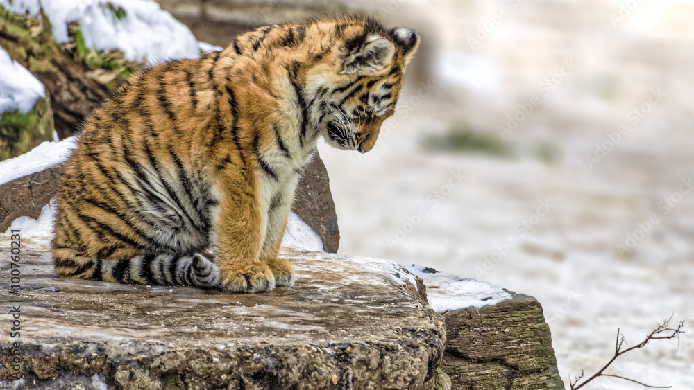 Obraz premium ładny tygrys syberyjski i (Panthera tigris altaica) siedzi lekko przygnębiony lub smutny