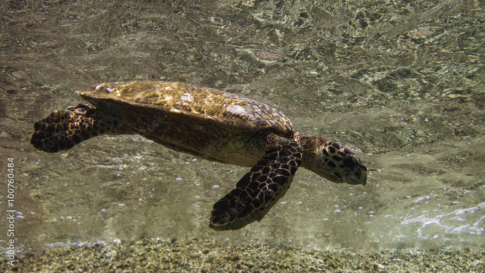 sea turtle