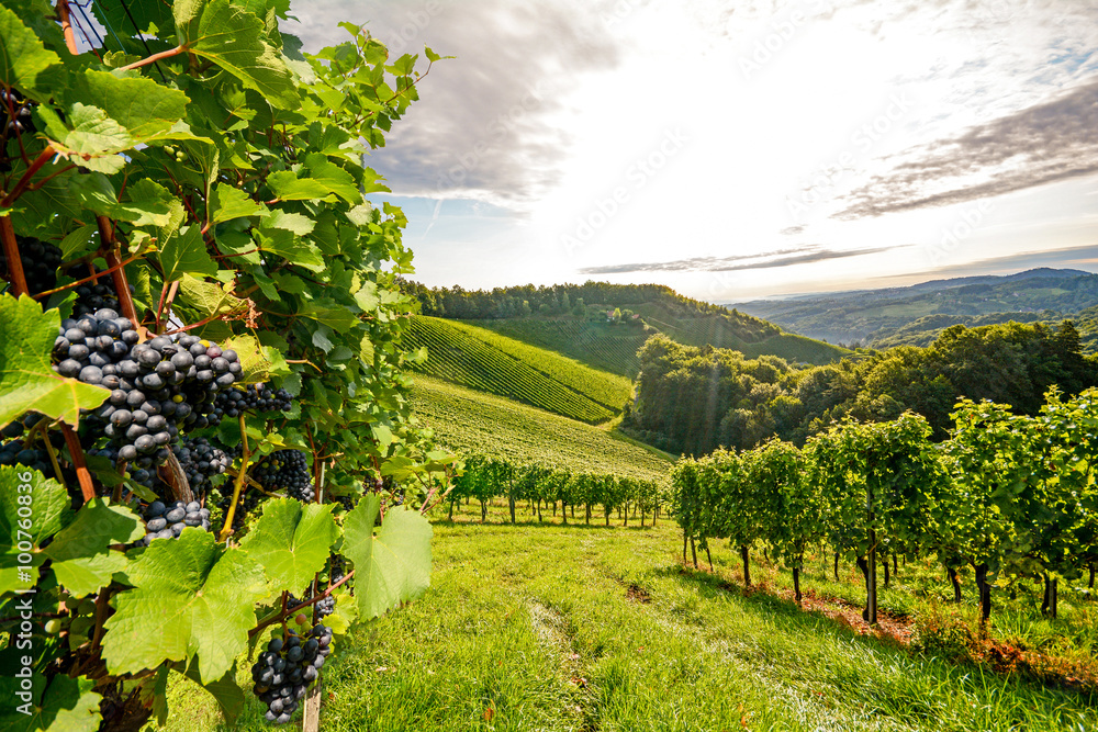 Fototapeta premium Winorośl w winnicy w jesieni - Wina winogrona przed żniwem