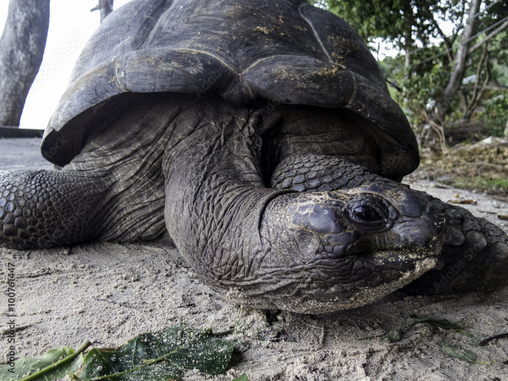 giant turtle closeup giant turtle closeup