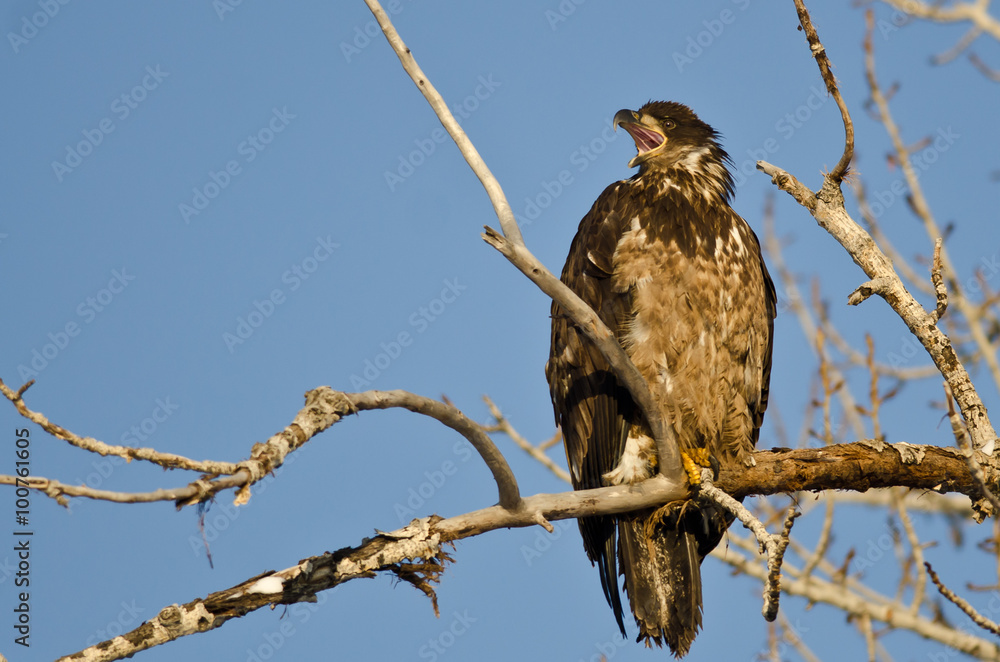 Young Bald Eagle Calling From High in a Barren Tree Young Bald Eagle Calling From High in a Barren Tree