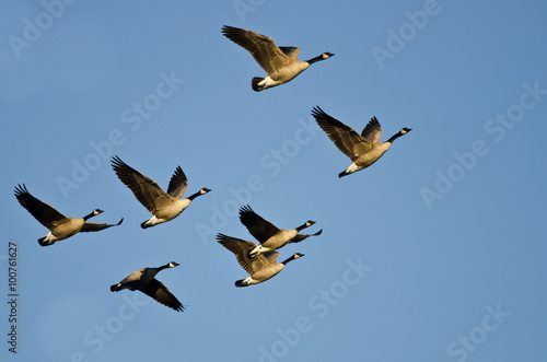 Flock of Canada Geese Flying in a Blue Sky