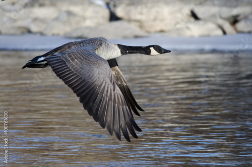 Canada Goose Flying Over the Frozen Winter River