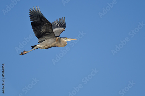 Great Blue Heron Flying in a Blue Sky