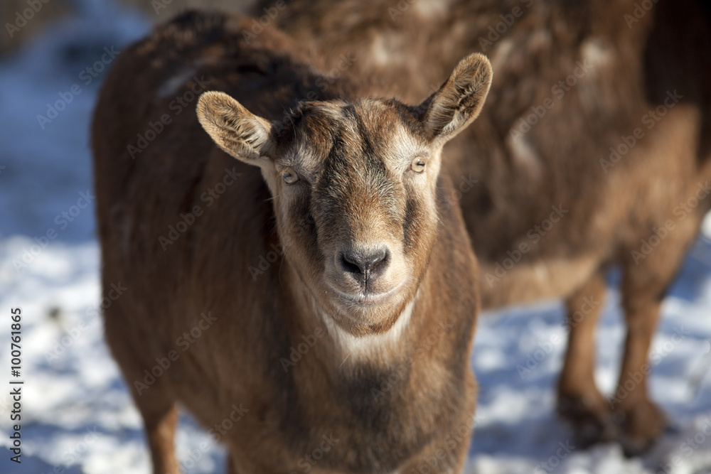 funny goat in winter on pasture look at camera portrait frontal funny goat in winter on pasture look at camera portrait frontal