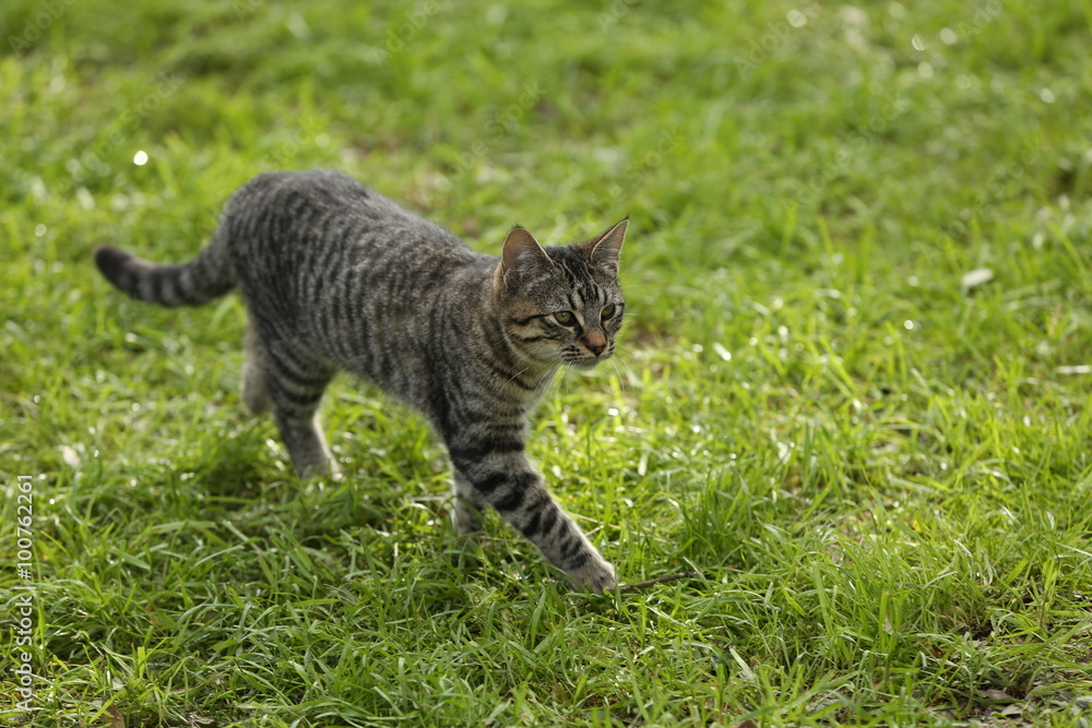 Kitten walking on grass